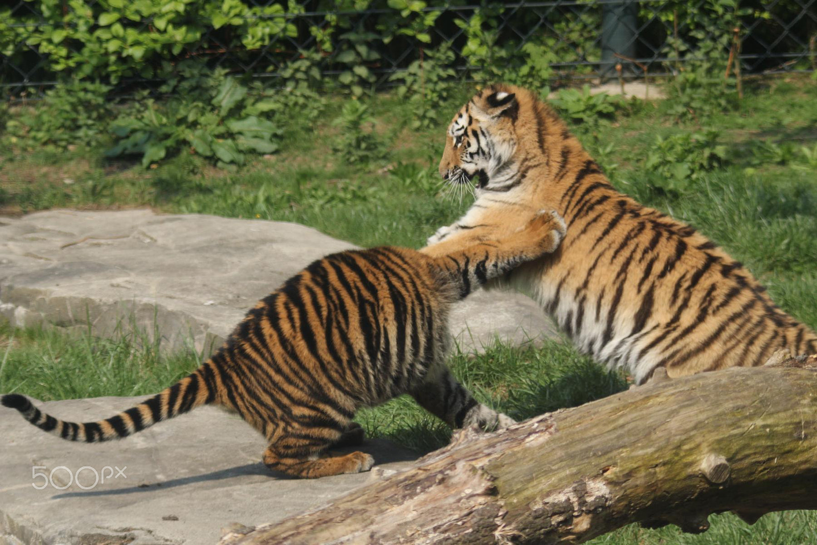 Canon EOS 550D (EOS Rebel T2i / EOS Kiss X4) + Canon EF 100-300mm f/5.6 sample photo. Impressionen aus dem zoo wuppertal photography