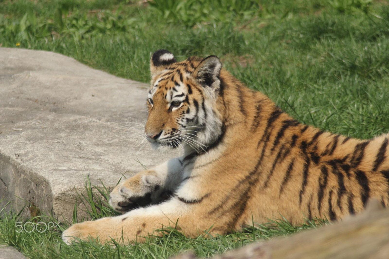 Canon EOS 550D (EOS Rebel T2i / EOS Kiss X4) + Canon EF 100-300mm f/5.6 sample photo. Impressionen aus dem zoo wuppertal photography