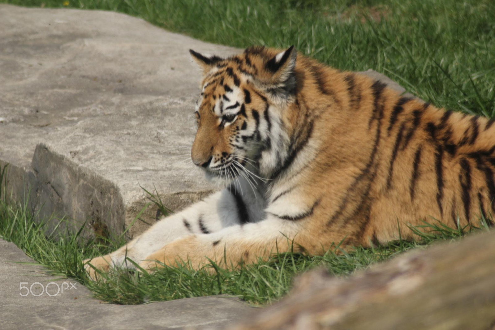 Canon EOS 550D (EOS Rebel T2i / EOS Kiss X4) + Canon EF 100-300mm f/5.6 sample photo. Impressionen aus dem zoo wuppertal photography