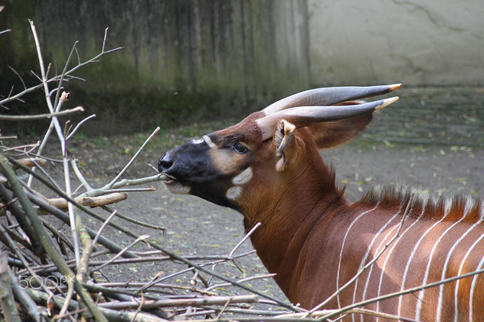 Sigma 55-200mm f/4-5.6 DC sample photo. Impressionen aus dem zoo wuppertal photography