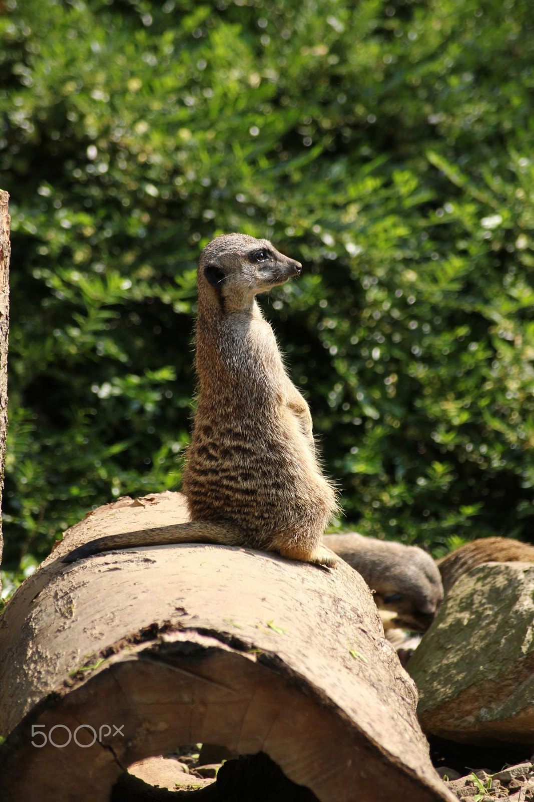 Sigma 55-200mm f/4-5.6 DC sample photo. Impressionen aus dem zoo wuppertal photography