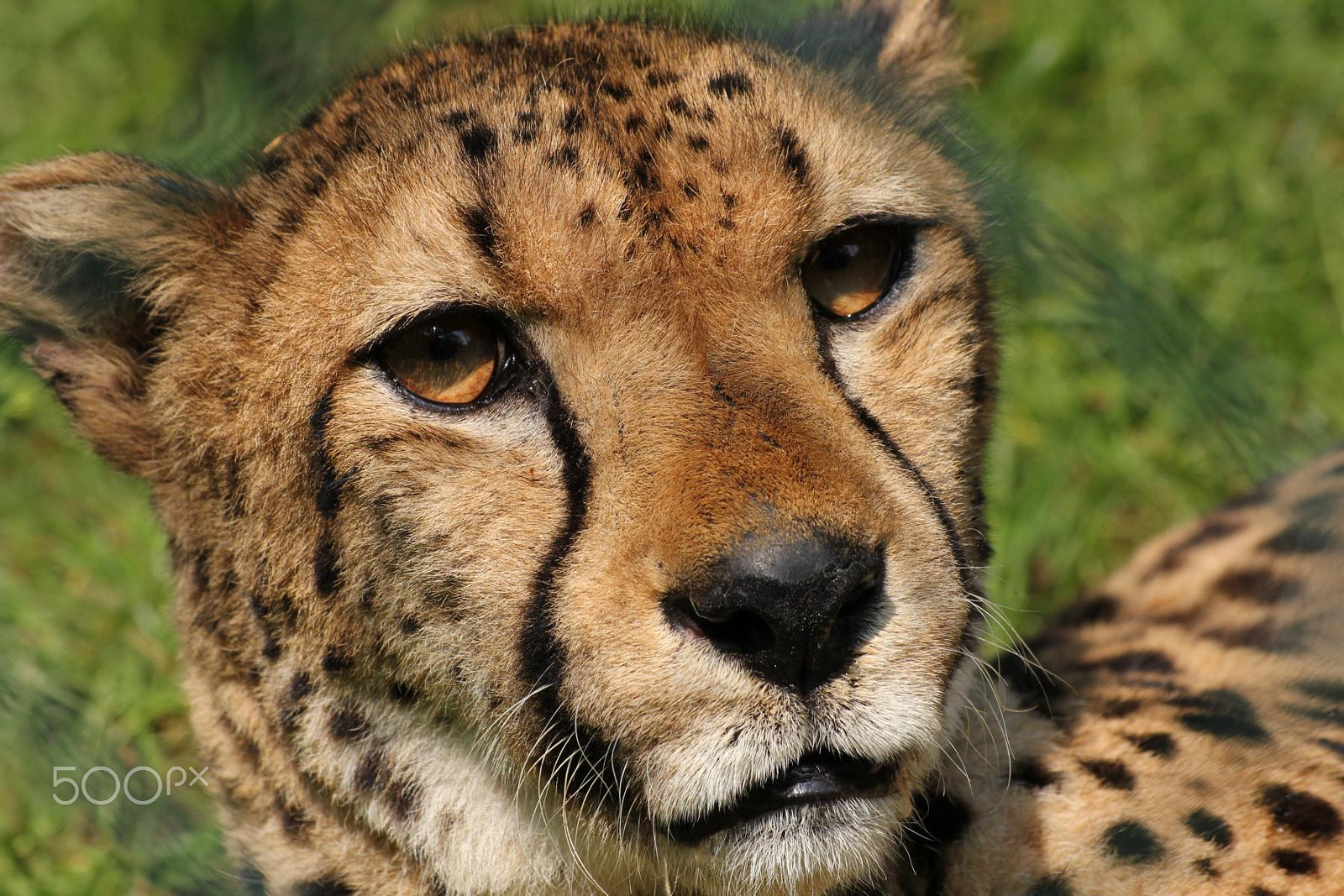 Sigma 55-200mm f/4-5.6 DC sample photo. Impressionen aus dem zoo wuppertal photography