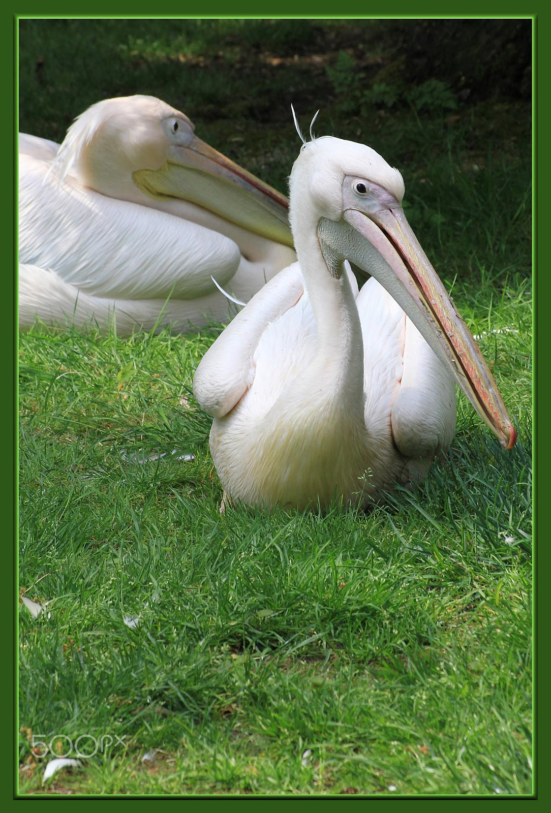 Sigma 55-200mm f/4-5.6 DC sample photo. Impressionen aus dem zoo wuppertal photography
