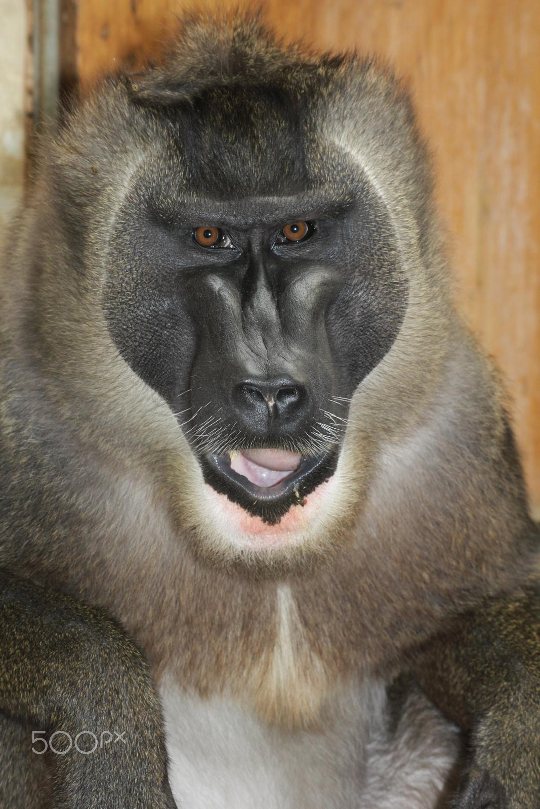 Sigma 55-200mm f/4-5.6 DC sample photo. Impressionen aus dem zoo wuppertal photography