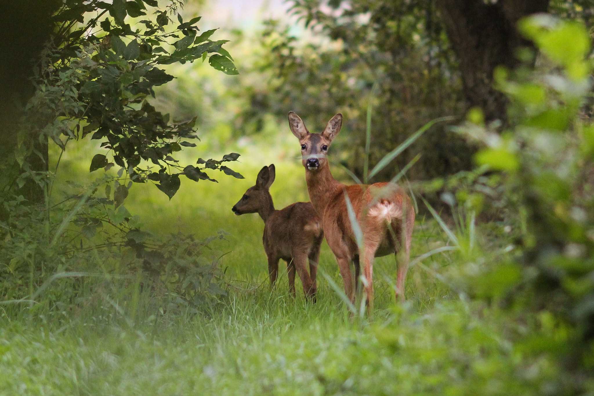 Canon EOS 60D + Canon EF 200mm F2.8L II USM sample photo. Deer and doe photography