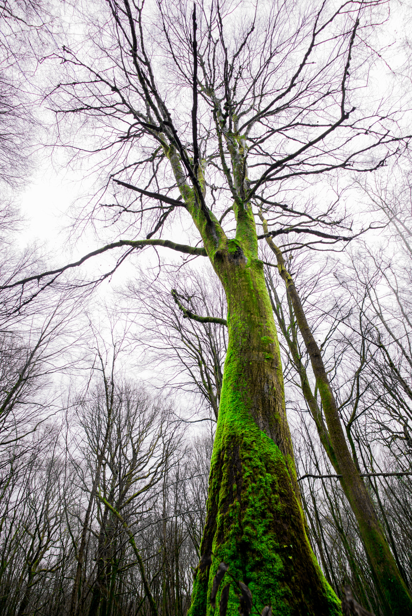 Leica Super-Elmar-M 18mm F3.8 ASPH sample photo. Enthe.jpg photography