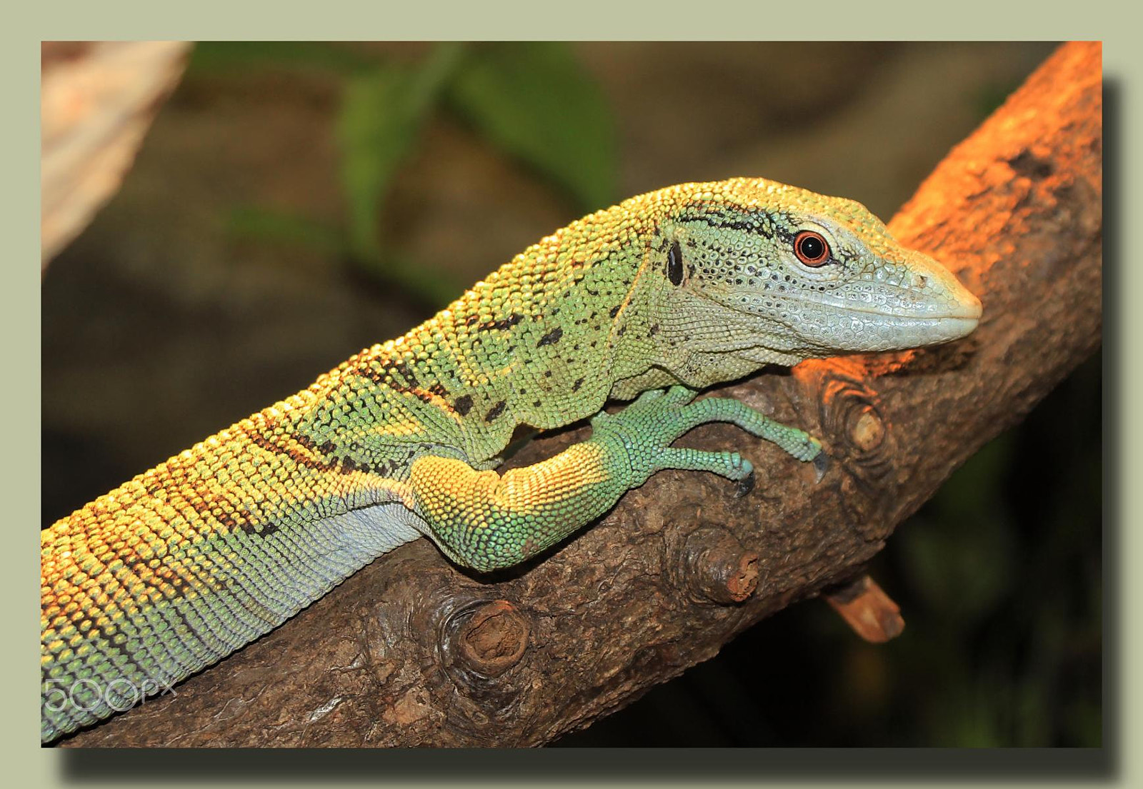 Sigma 28-80mm f/3.5-5.6 II Macro sample photo. Impressionen aus dem zoo wuppertal photography
