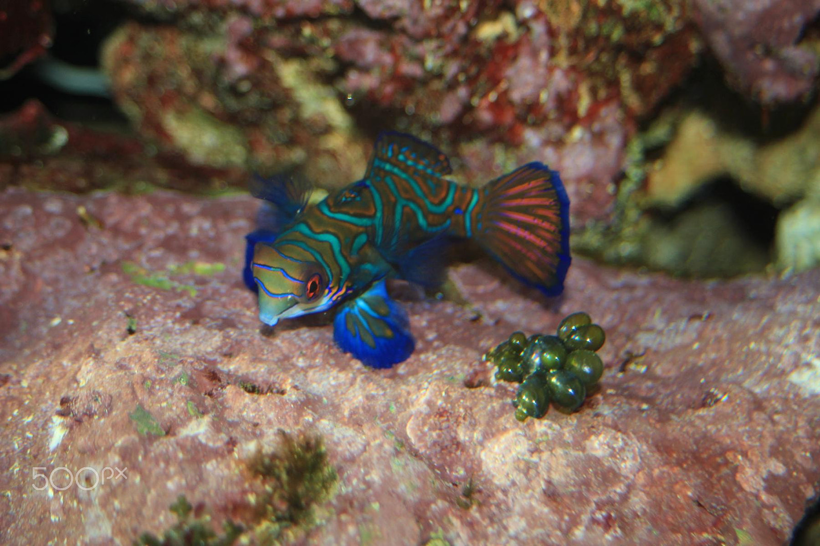 Canon EF 28-80mm f/3.5-5.6 sample photo. Impressionen aus dem zoo wuppertal photography
