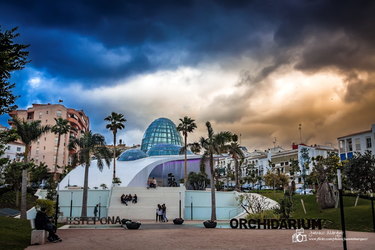 Tokina AT-X Pro 12-24mm F4 (IF) DX sample photo. Orchidiarium photography