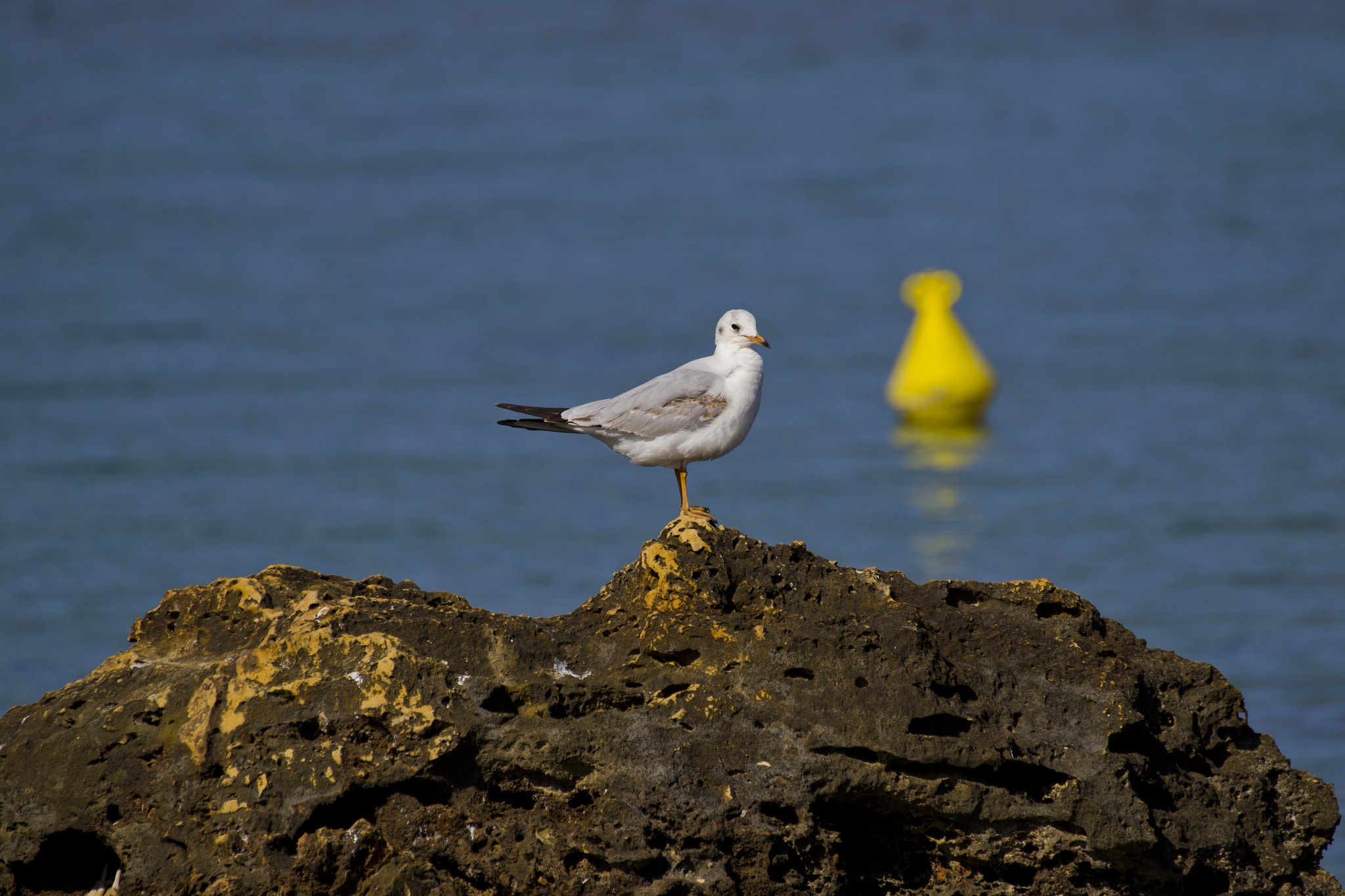 Sigma 28-300mm F3.5-6.3 DG Macro sample photo. Seagull chillin' photography