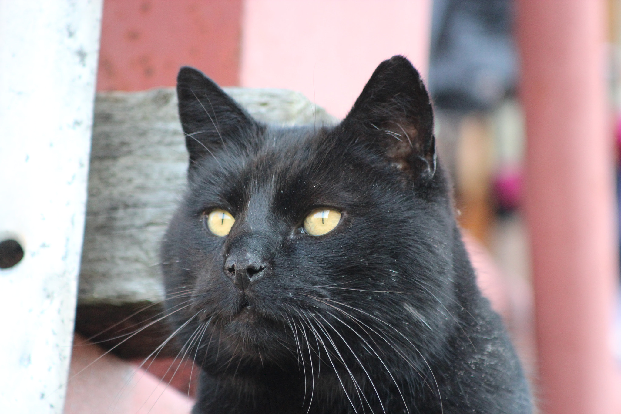 Canon EF 80-200mm F4.5-5.6 II sample photo. Looking photography