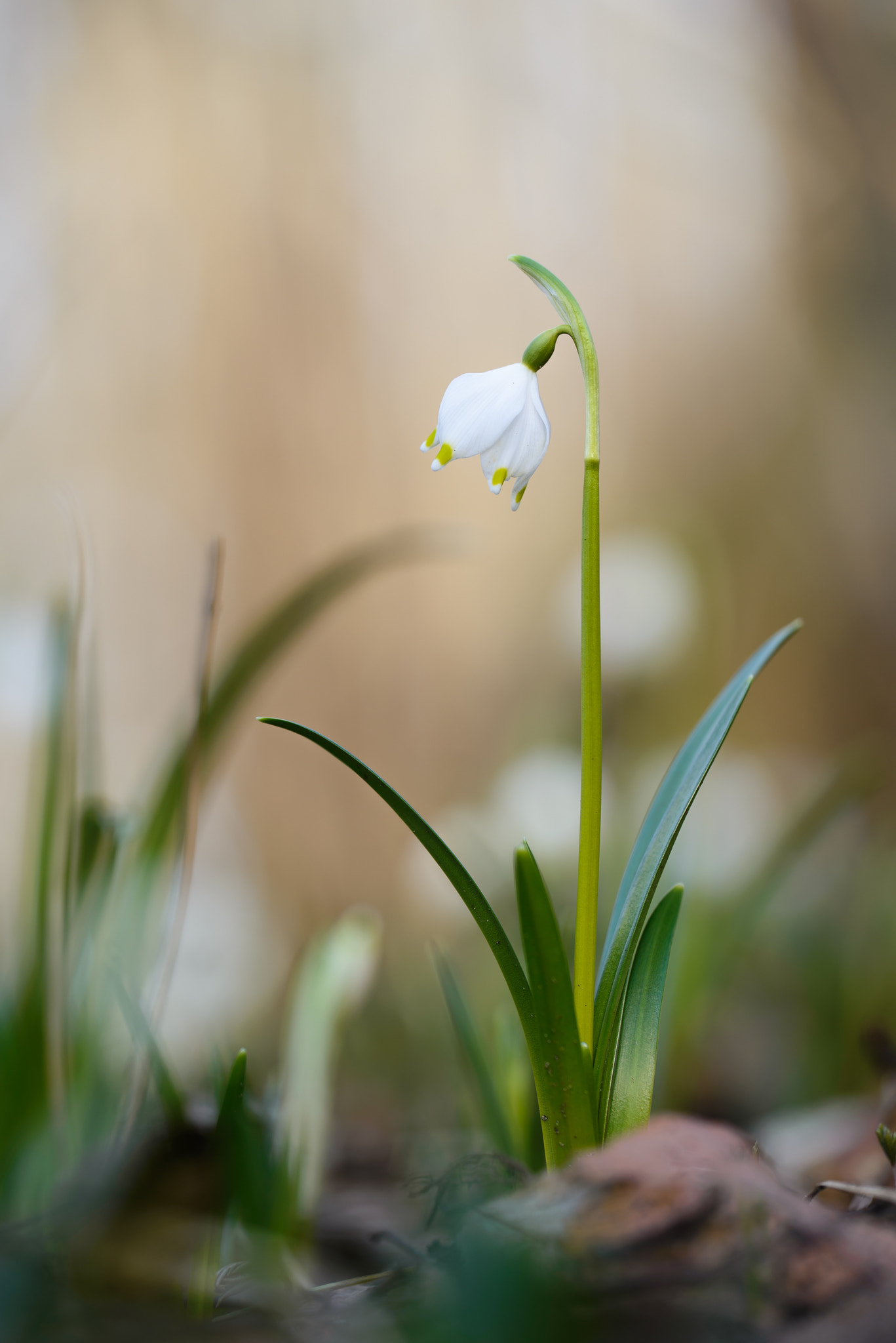 Sigma 150mm F2.8 EX DG OS Macro HSM sample photo. 20160212_150551_dsc_7452.jpg photography