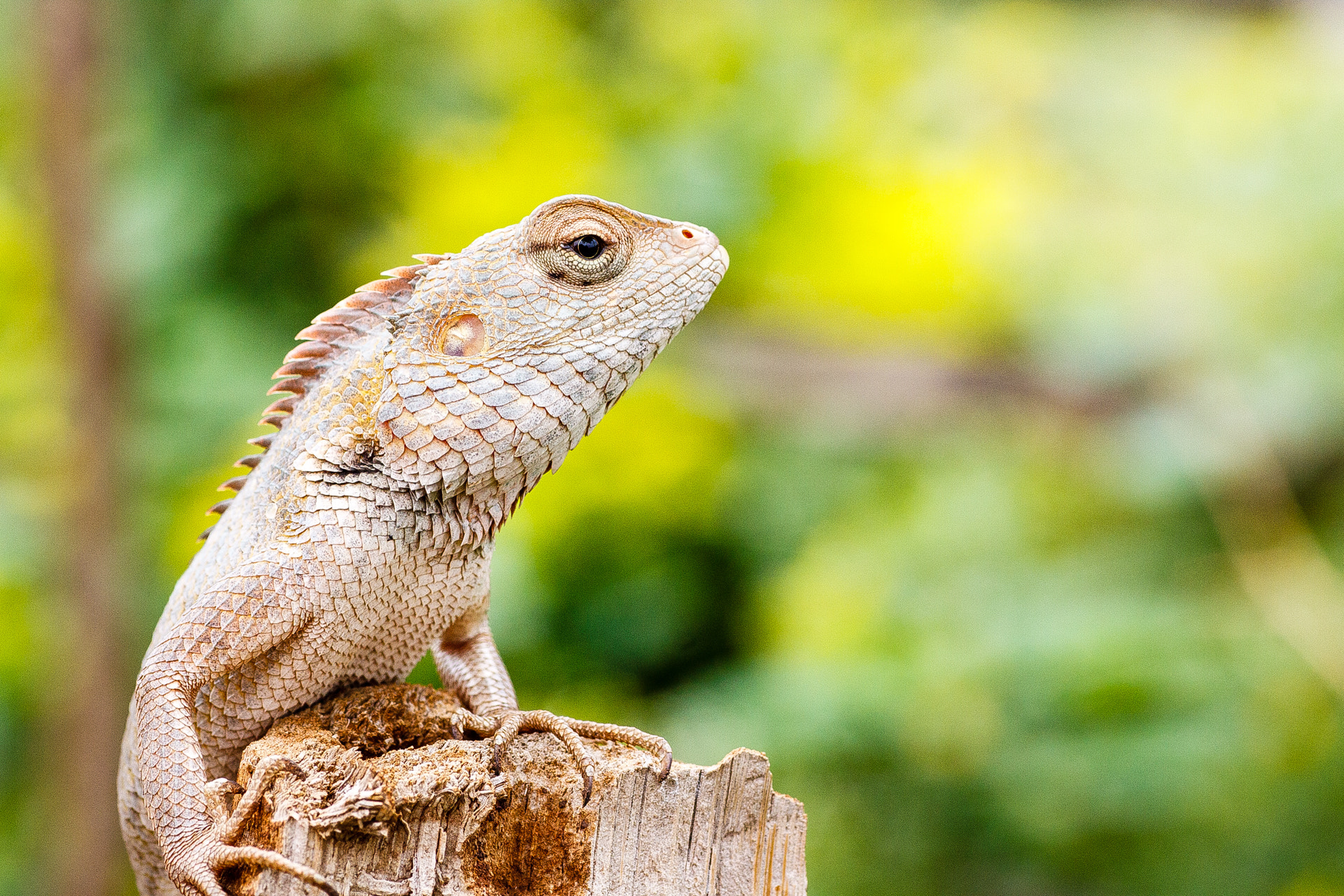 Canon EOS 50D + Tamron SP AF 90mm F2.8 Di Macro sample photo. Garden lizard photography