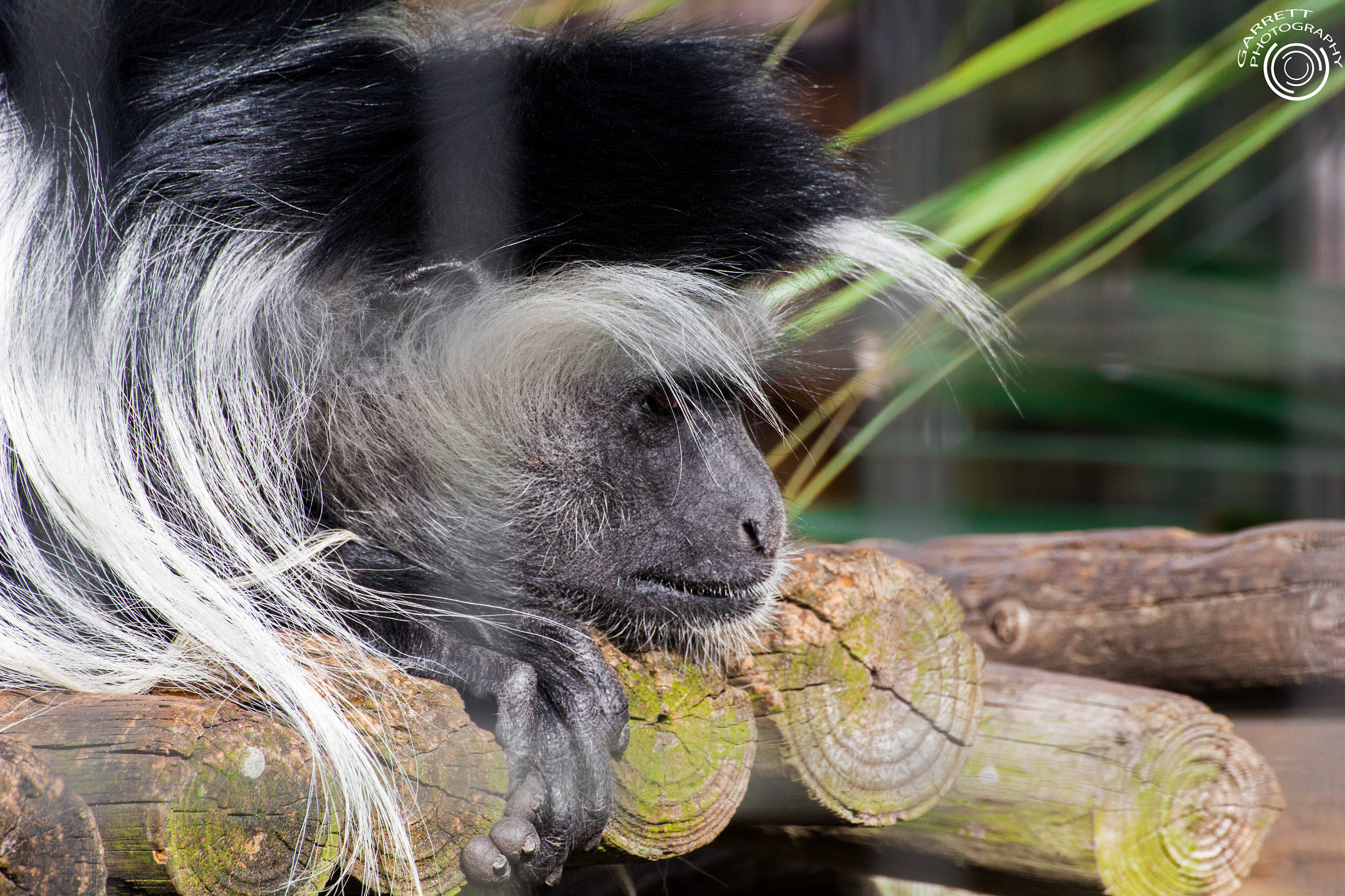 Tamron SP 35mm F1.8 Di VC USD sample photo. Black and white primate photography