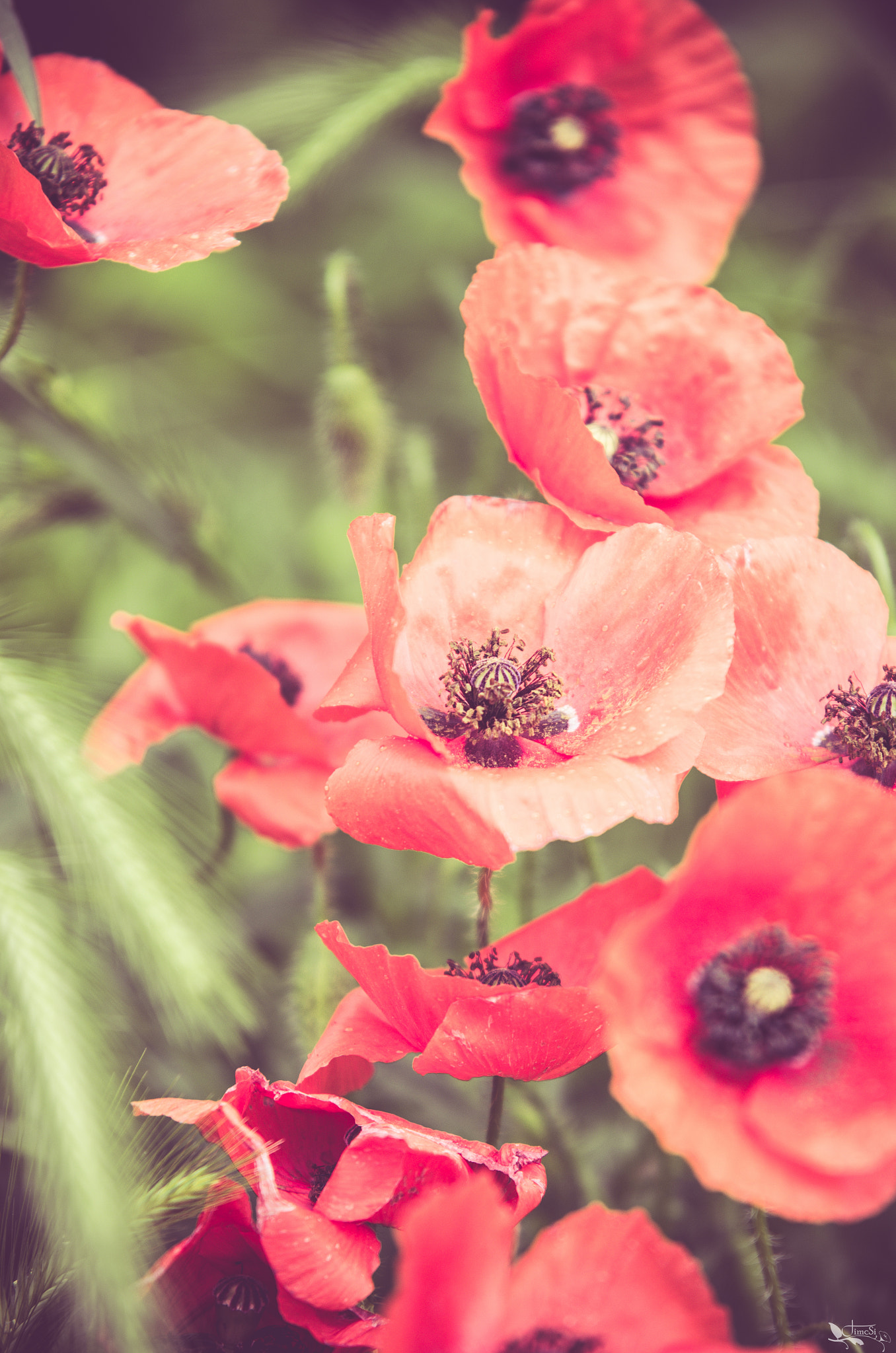 Sigma 70-200mm F2.8 EX DG OS HSM sample photo. Poppy photography