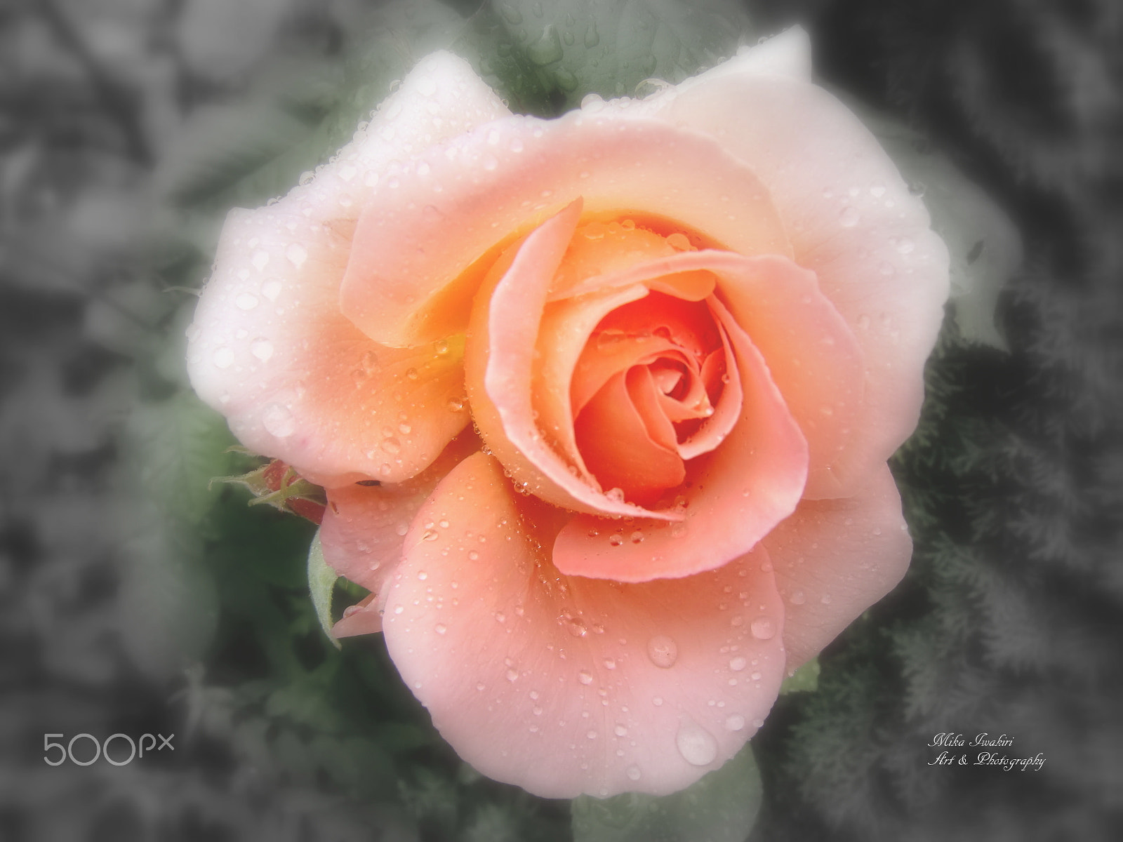 CASIO EX-H10 sample photo. Philocaly photography
