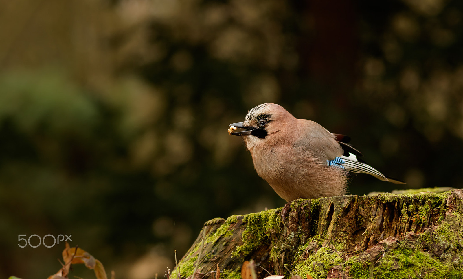 Canon EOS 760D (EOS Rebel T6s / EOS 8000D) + Canon EF 200mm F2.8L II USM sample photo. Sojka photography