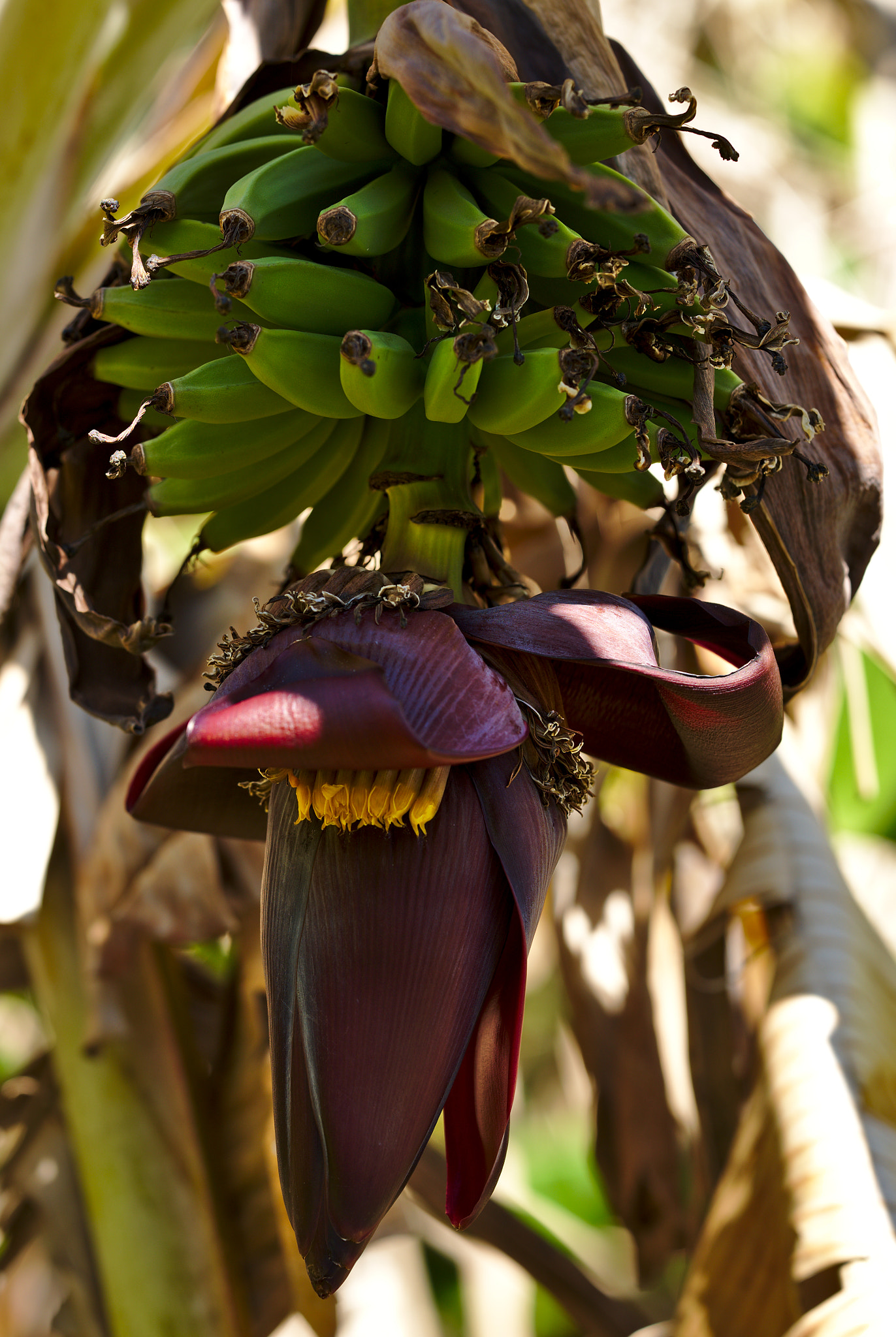 ZEISS Otus 85mm F1.4 sample photo. Wild banana with inflorescence photography
