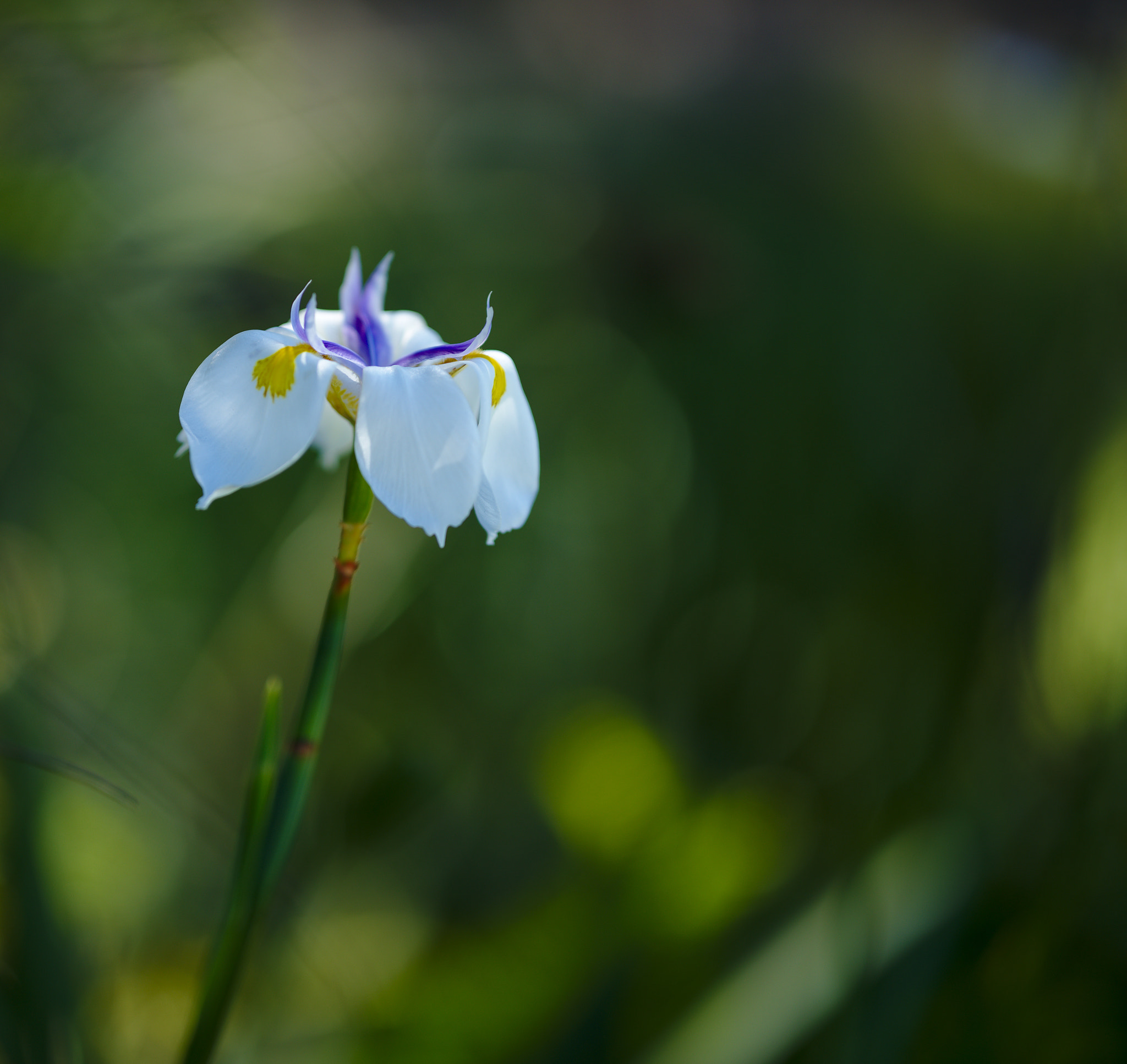 ZEISS Otus 85mm F1.4 sample photo. Dietes or african iris photography