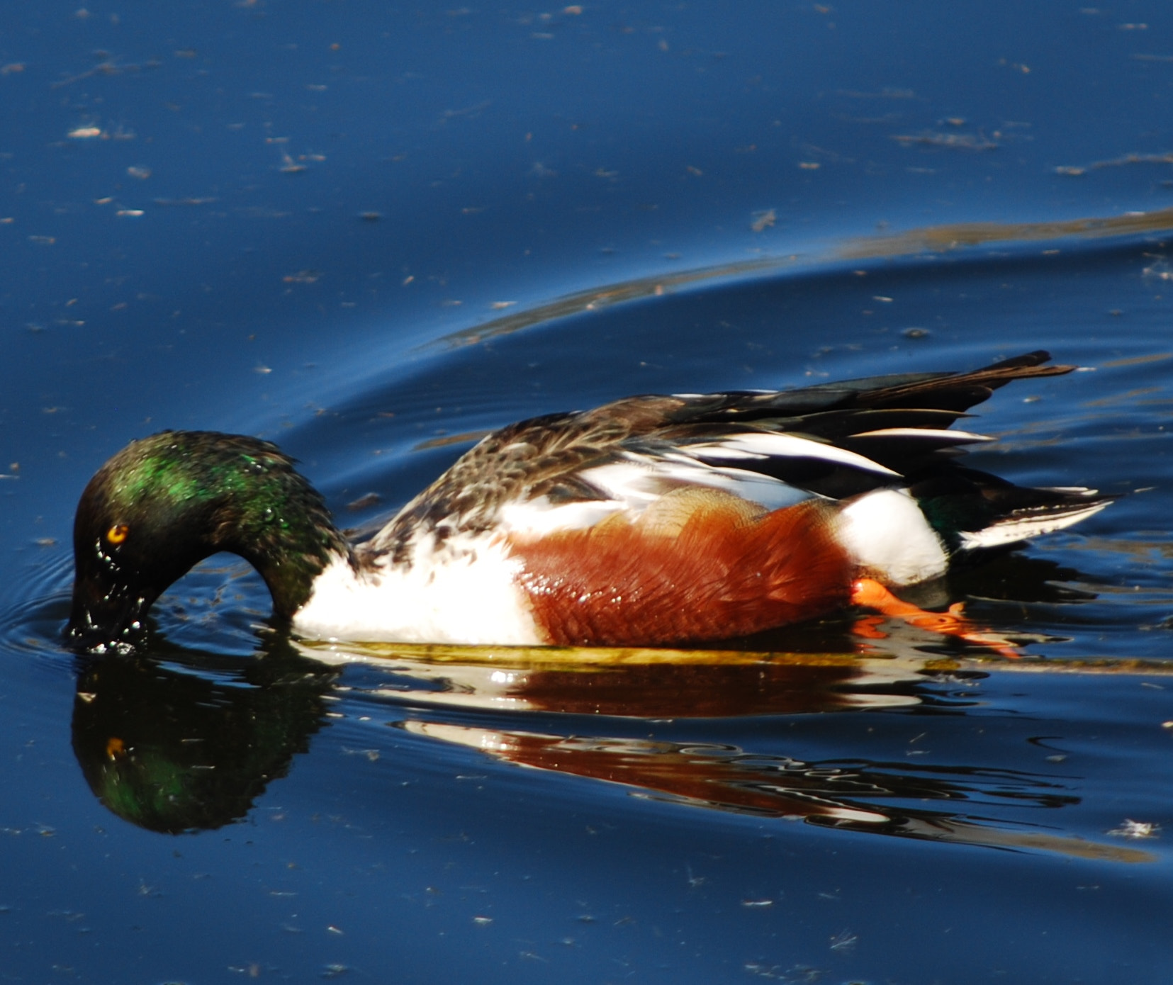 Nikon D80 + AF Nikkor 70-210mm f/4-5.6 sample photo. Shovelnose duck photography