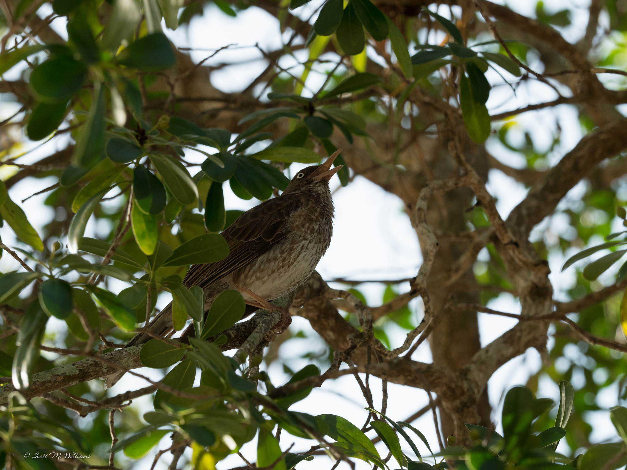 Panasonic Lumix DMC-GH4 + Olympus M.Zuiko Digital ED 40-150mm F2.8 Pro sample photo. Pearly-eyed thrasher photography