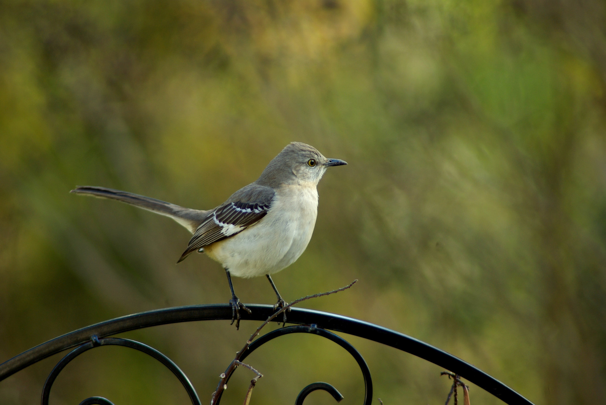 Pentax K10D sample photo. Northern mocking bird photography