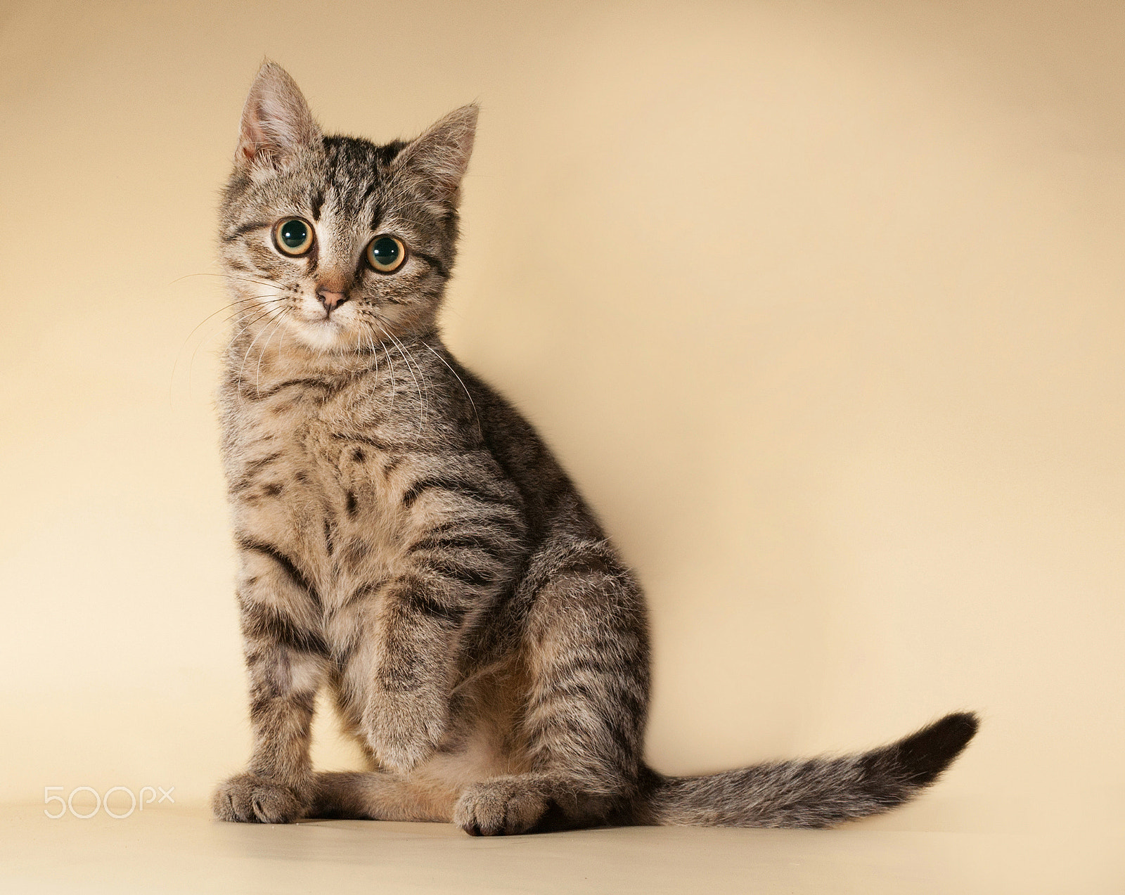 Nikon AF-S Nikkor 28-70mm F2.8 ED-IF sample photo. Striped kitten sitting on yellow photography