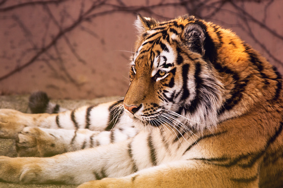 Nikon D3200 + Sigma APO 100-300mm F4 EX IF HSM sample photo. Tiger photography