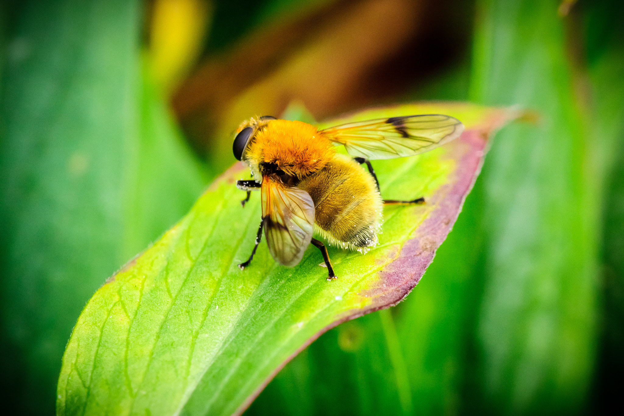 Sony 70-300mm F4.5-5.6 G SSM sample photo. Covered in pollen photography