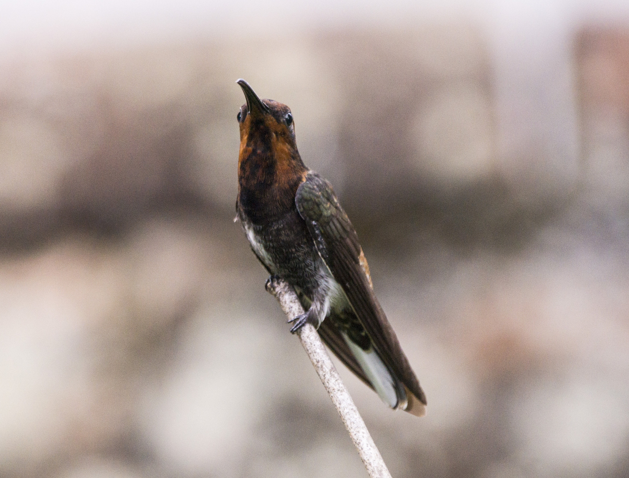 Sony 70-400mm F4-5.6 G SSM II sample photo. Black-jacobin photography