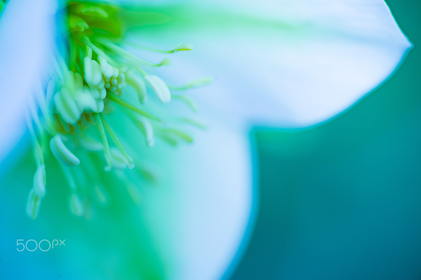 Nikon Df sample photo. Winter flower photography