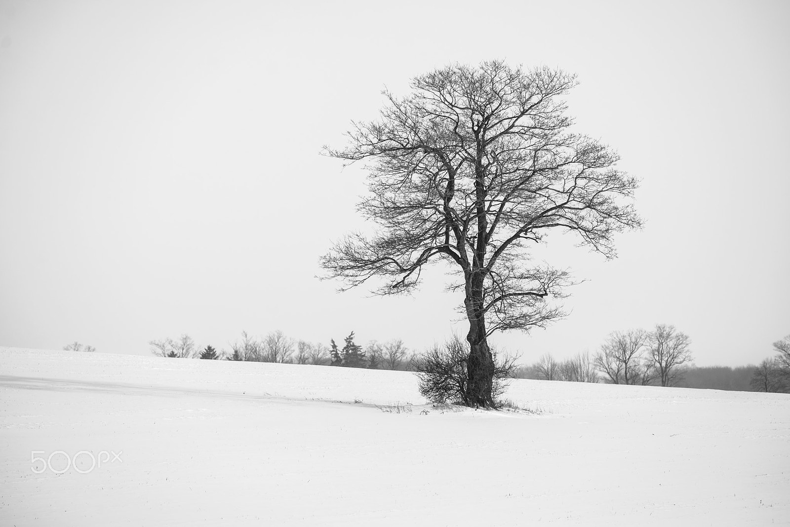 Nikon D600 + Nikon AF Nikkor 180mm F2.8D ED-IF sample photo. Winter tree photography