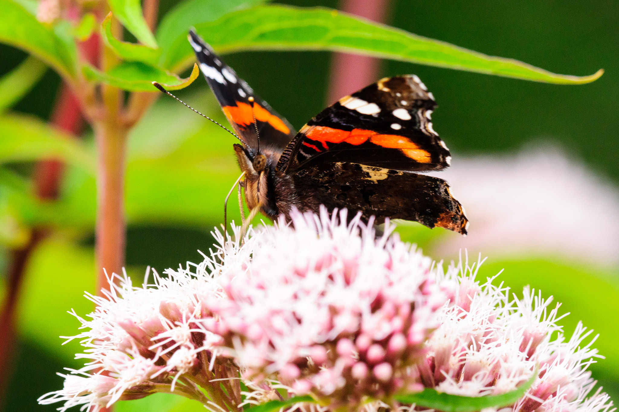 Sony 70-300mm F4.5-5.6 G SSM sample photo. Red admiral on plant photography
