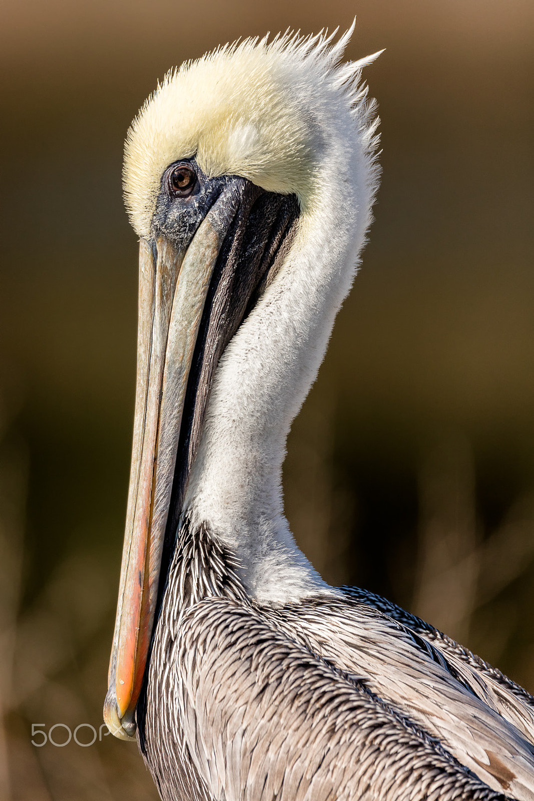 Canon EOS 5DS + Sigma 150-600mm F5-6.3 DG OS HSM | C sample photo. Brown pelican profile photography