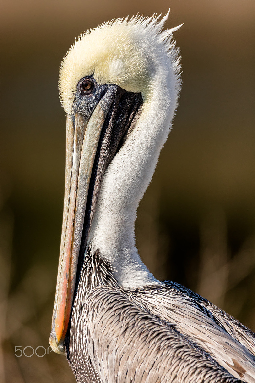 Sigma 150-600mm F5-6.3 DG OS HSM | C sample photo. Brown pelican profile photography