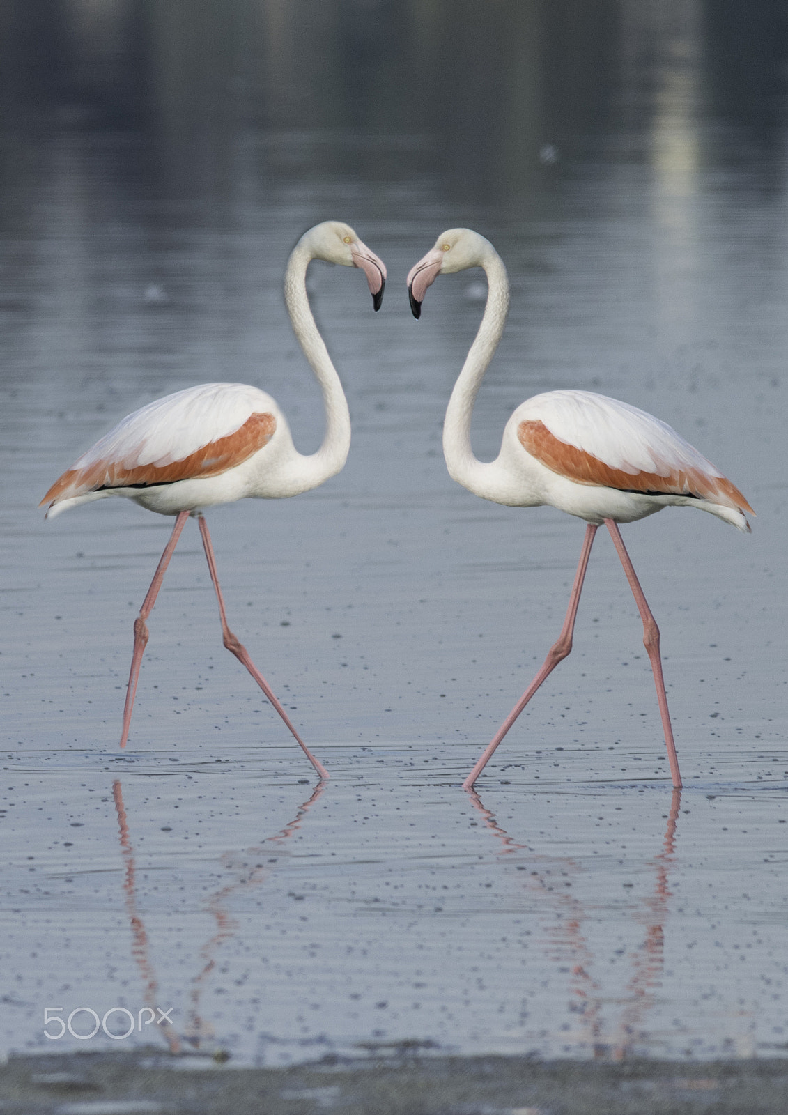 Sigma 150-500mm F5-6.3 DG OS HSM sample photo. Valentine - just for fun photography