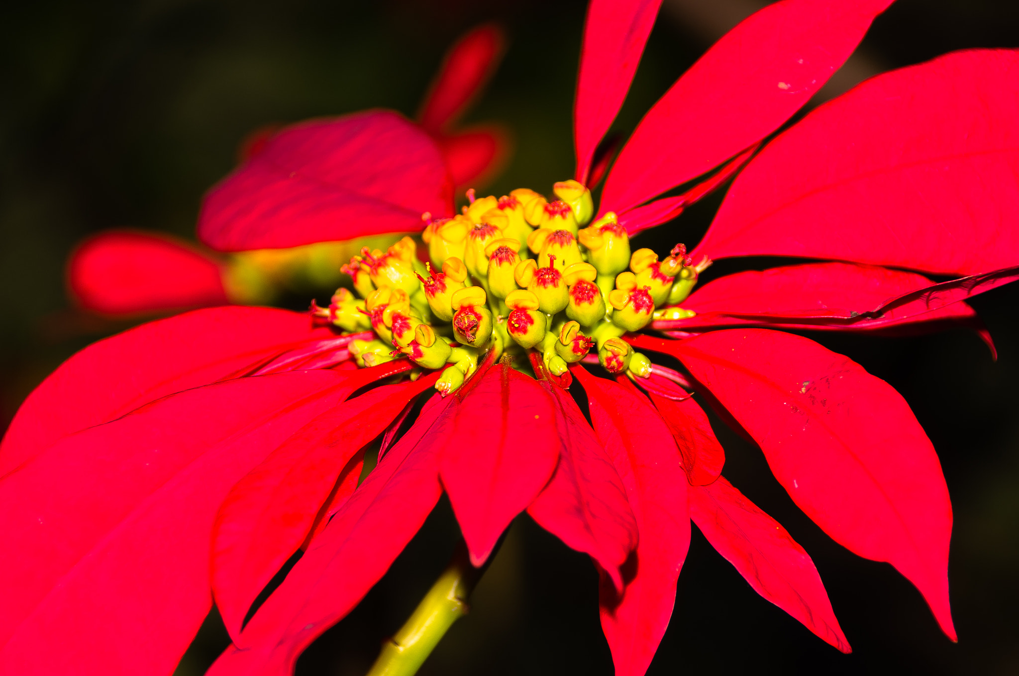 Pentax K-r sample photo. Flor de navidad photography