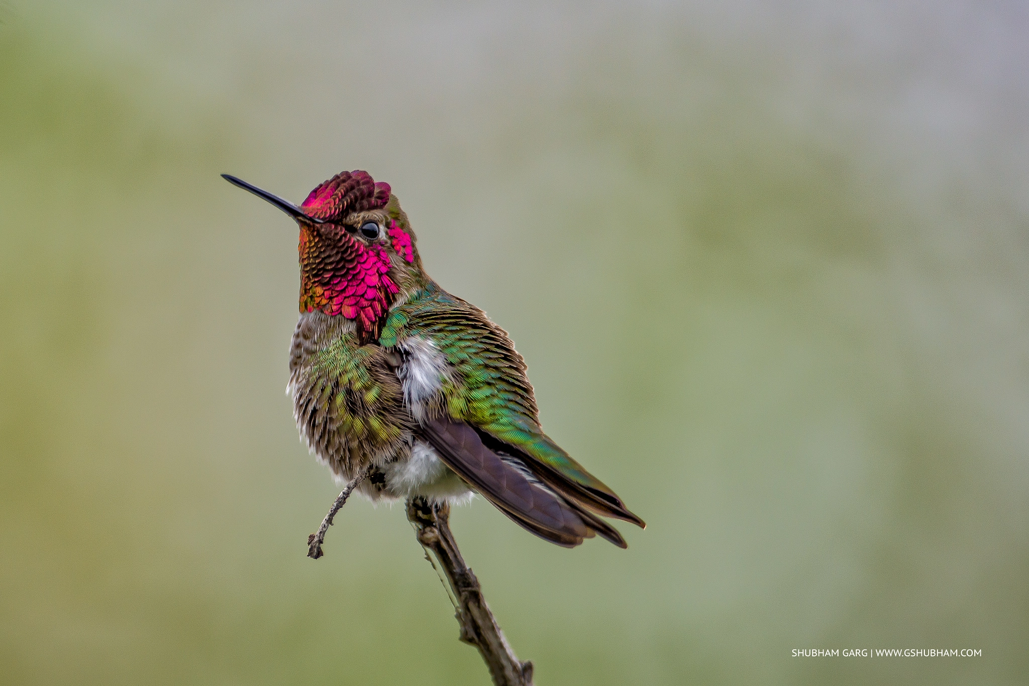 Nikon D800E + Nikon AF-S Nikkor 600mm F4G ED VR sample photo. Humming bird with its colors! photography