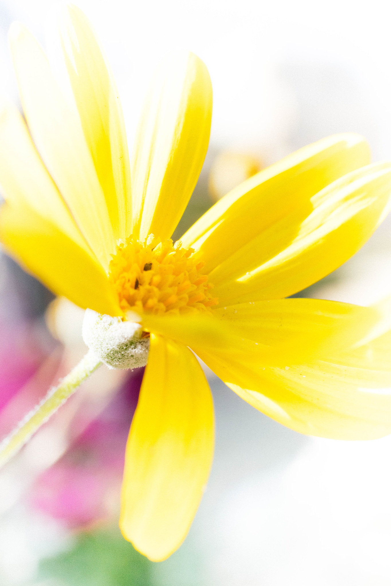 Panasonic Lumix G Macro 30mm F2.8 ASPH Mega OIS sample photo. Lily ops daisy photography