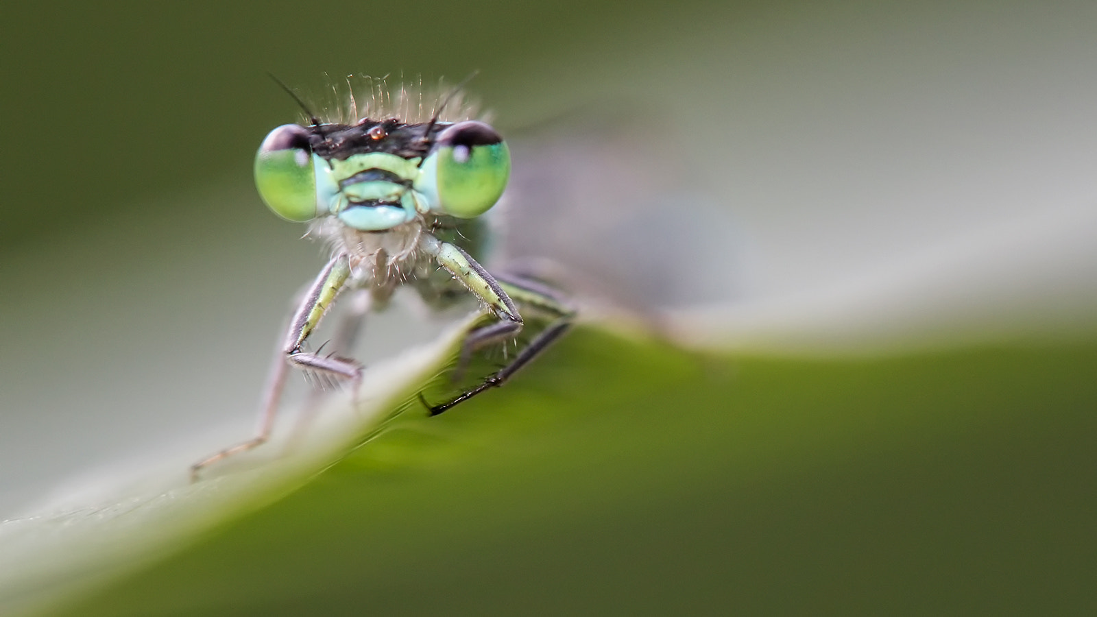 Canon EOS 7D Mark II + Tamron SP AF 180mm F3.5 Di LD (IF) Macro sample photo. Agrion photography