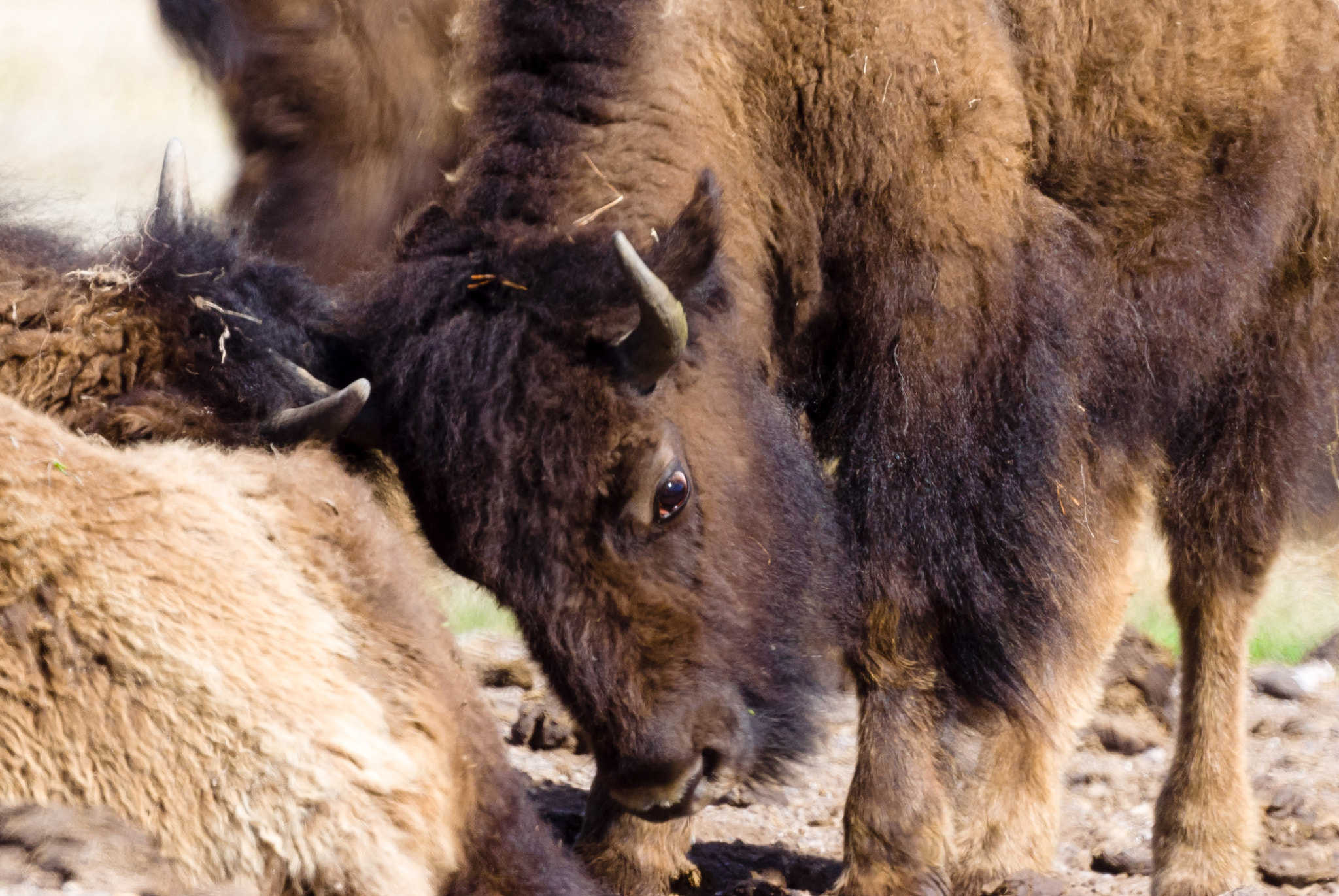 Sony Alpha DSLR-A300 + Sony 500mm F8 Reflex sample photo. Bison photography