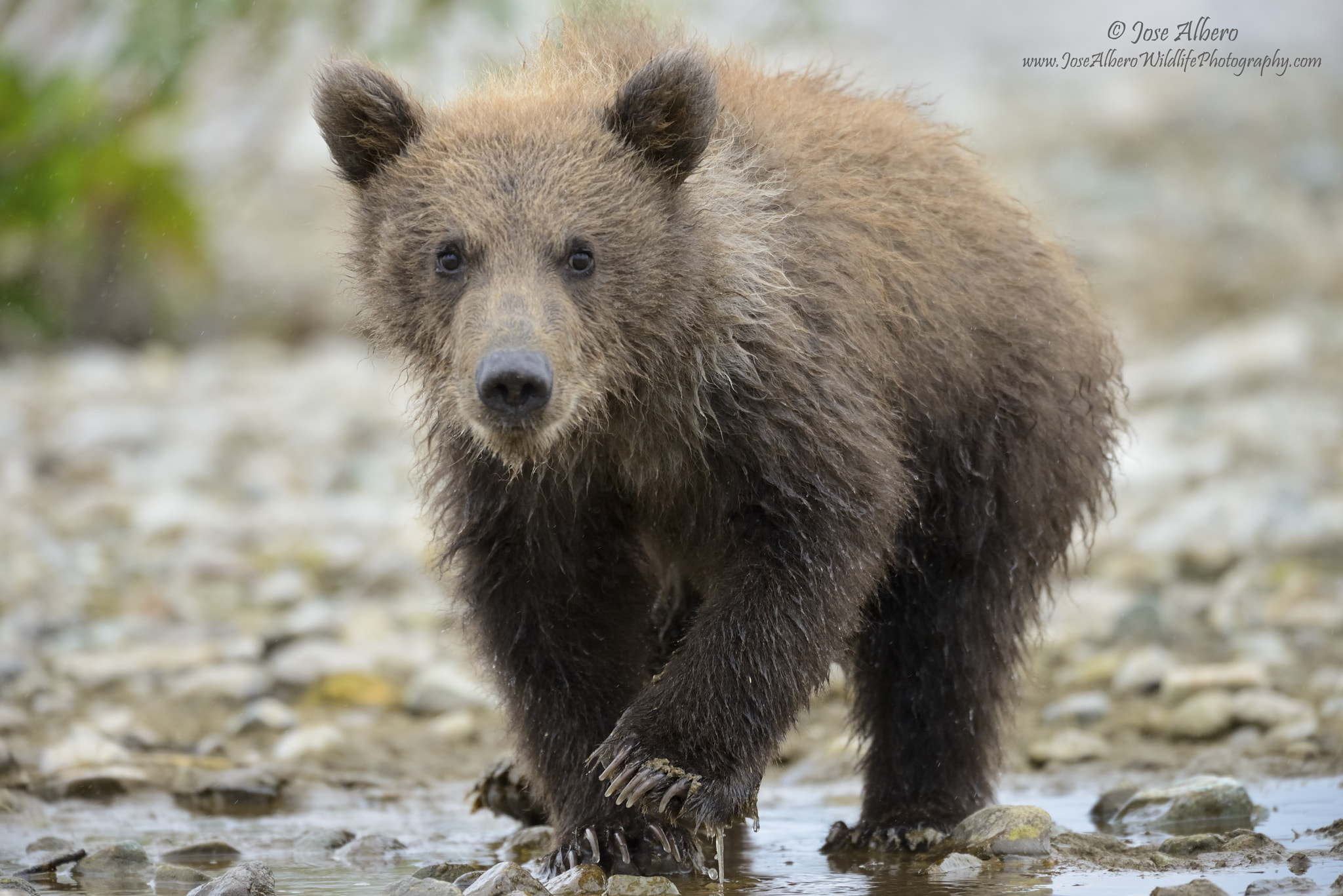 Nikon AF-S Nikkor 500mm F4D ED-IF II sample photo. Curious cub photography
