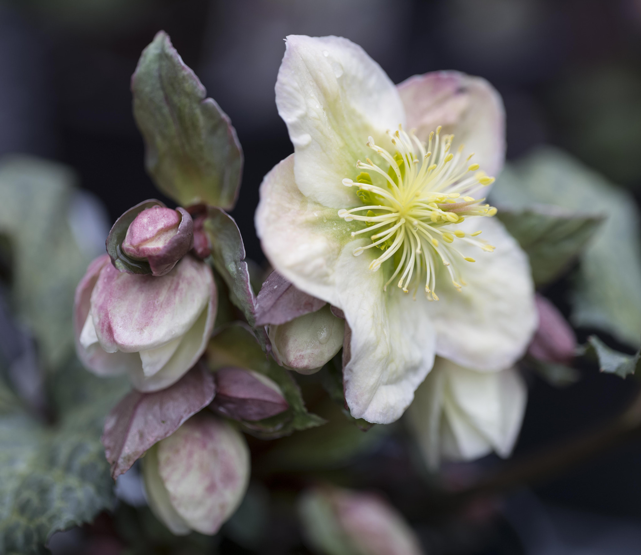 Apo-Macro-Summarit-S 120 sample photo. Winter flower (of ) photography