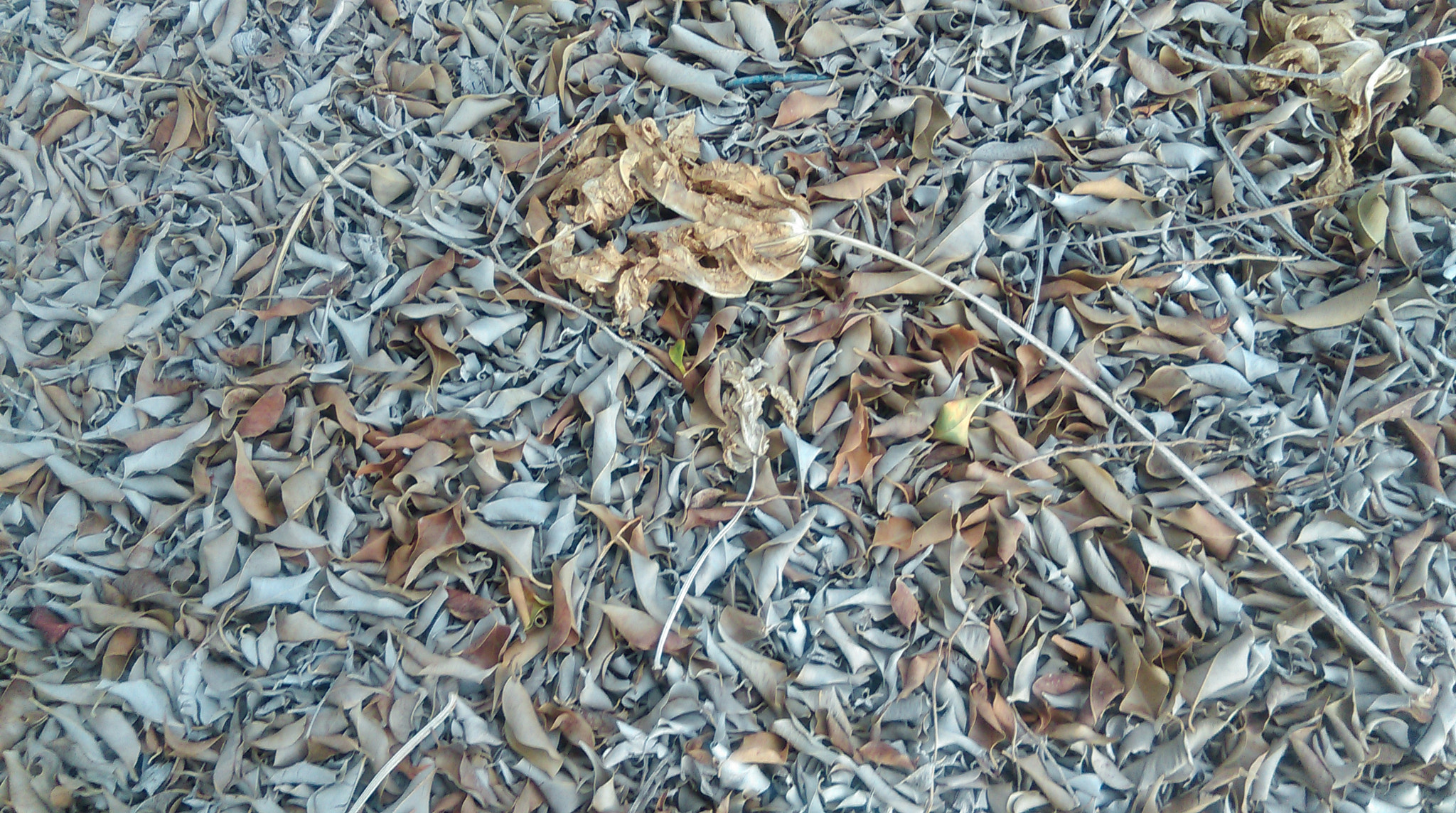 HTC DESIRE 610 sample photo. Feuilles seches photography