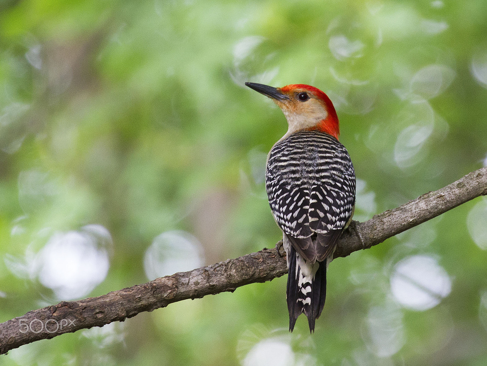 Canon EF 70-300mm F4-5.6L IS USM sample photo. Woodpecker photography