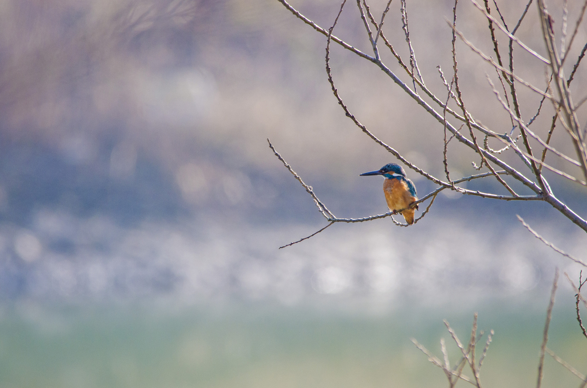 Sigma 150-500mm F5-6.3 DG OS HSM sample photo. Kingfisher photography