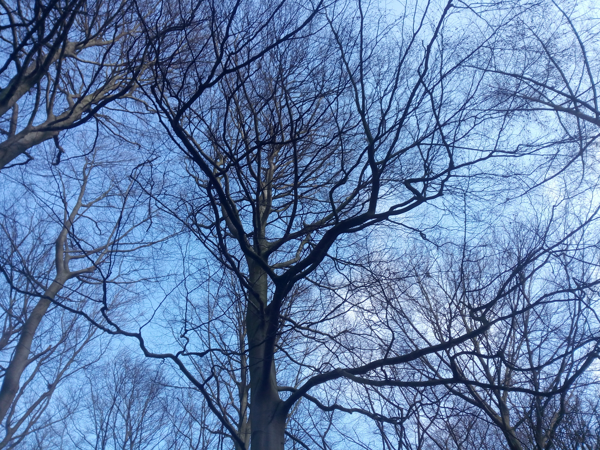 Micromax A316 sample photo. Lovely leafless tree  photography