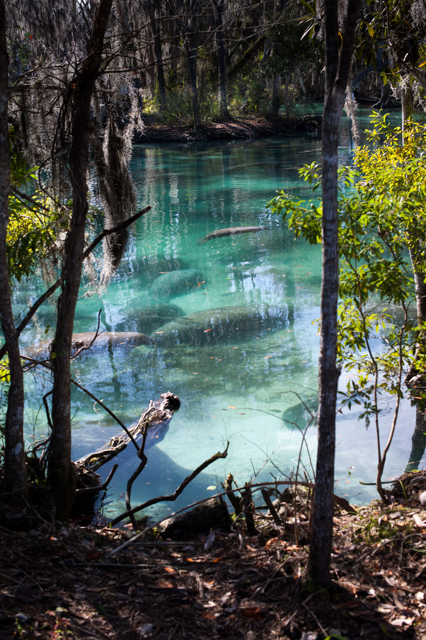 Nikon D3X + Nikon AF-S Nikkor 50mm F1.4G sample photo. Manatees in the morning photography