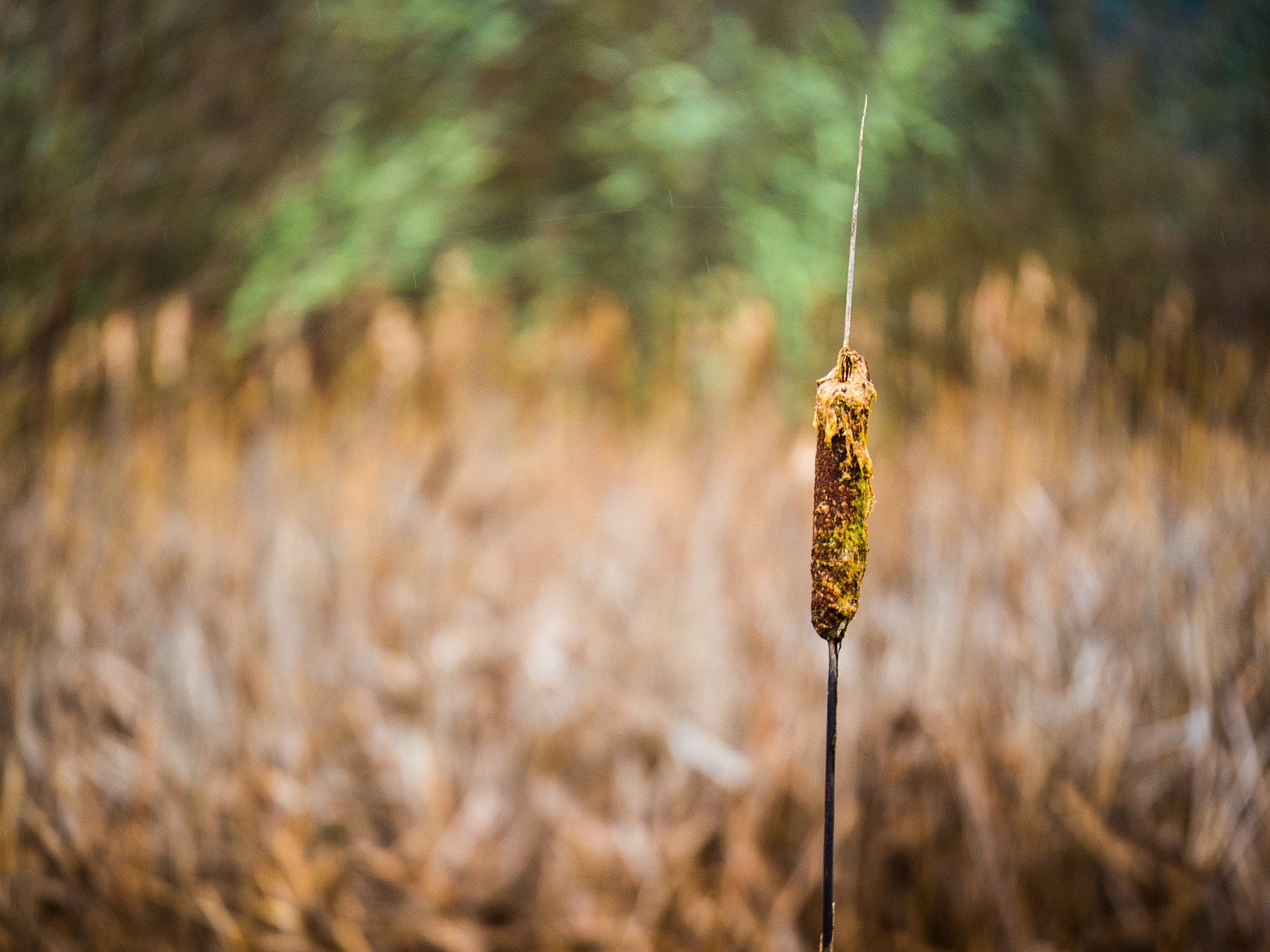 Panasonic Lumix G X Vario 35-100mm F2.8 OIS sample photo. Cattail photography