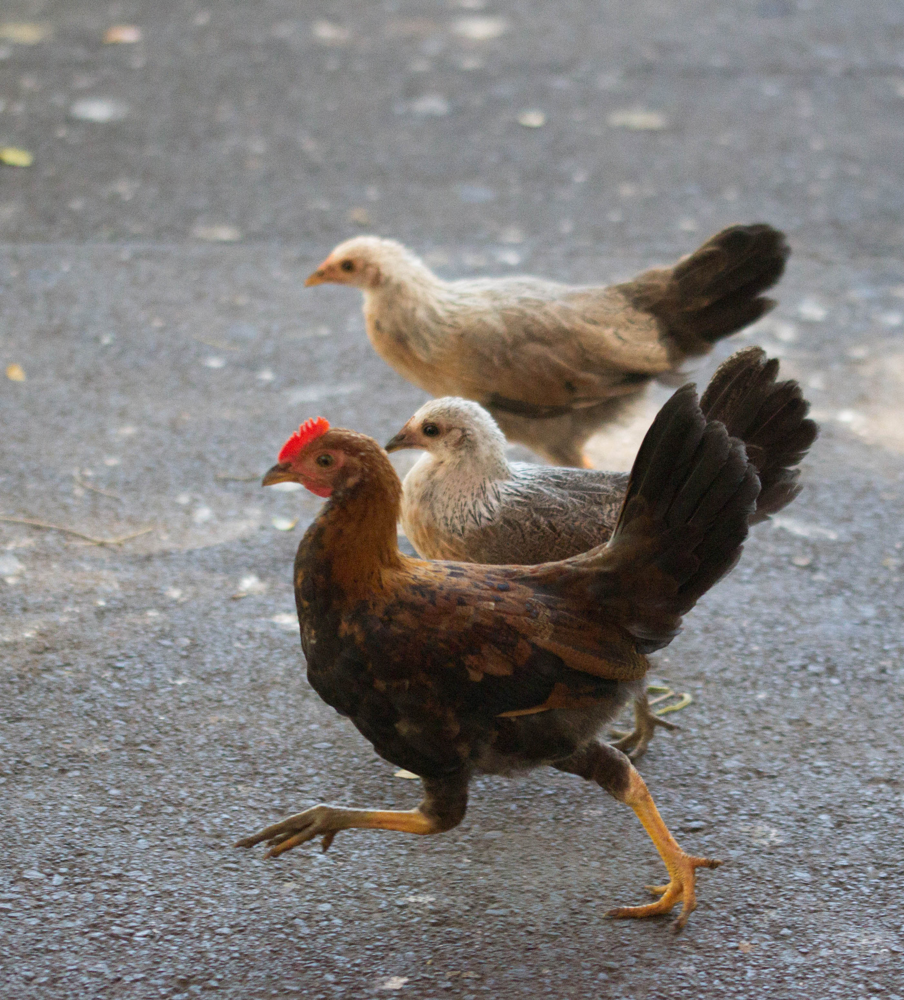 Canon EOS 600D (Rebel EOS T3i / EOS Kiss X5) + Sigma 105mm F2.8 EX DG OS HSM sample photo. Chicken race? photography